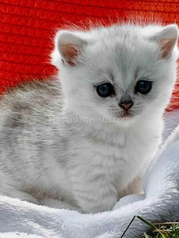 Boo Munchkin Silver Shaded Baby Boy With Short Leg photo 21