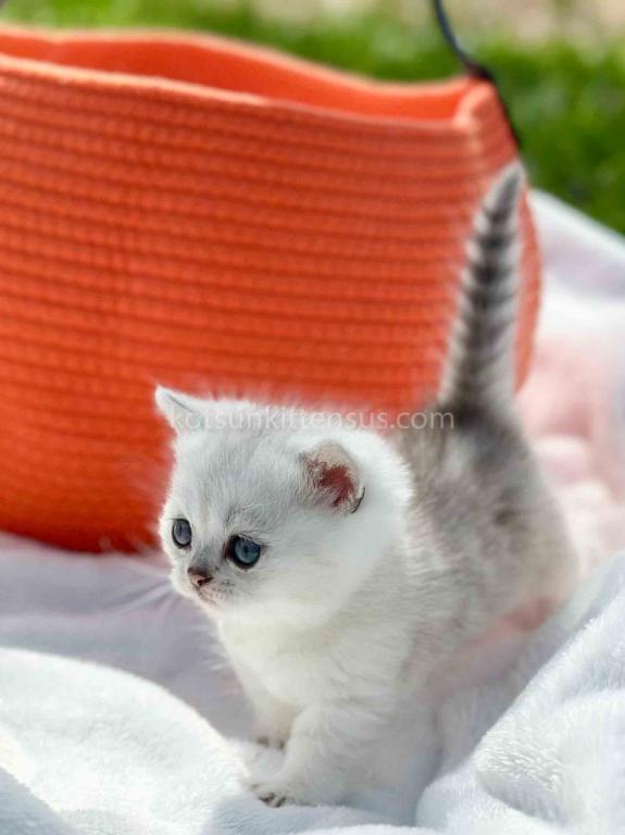 Boo Munchkin Silver Shaded Baby Boy With Short Leg photo 12