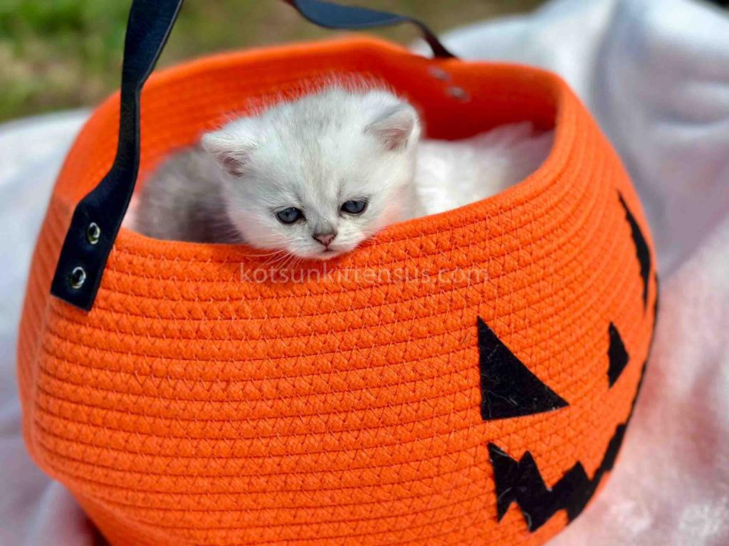 Boo Munchkin Silver Shaded Baby Boy With Short Leg photo 18