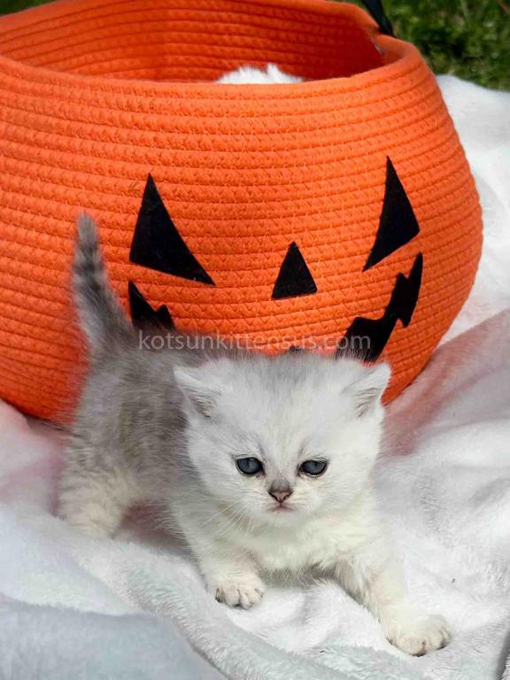 Boo Munchkin Silver Shaded Baby Boy With Short Leg photo 13