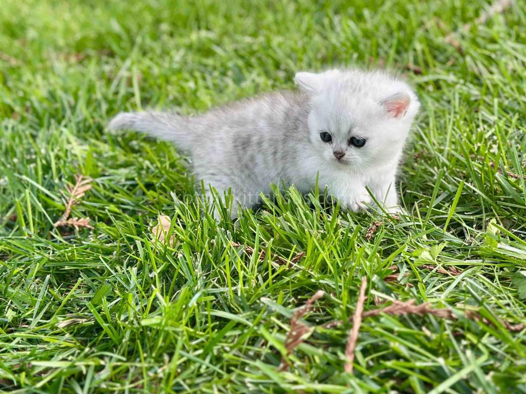 Boo Munchkin Silver Shaded Baby Boy With Short Leg photo 19