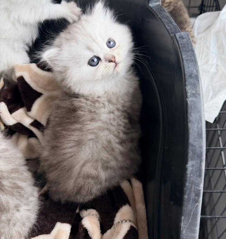 Purebred Chinchilla Persian Females photo 2