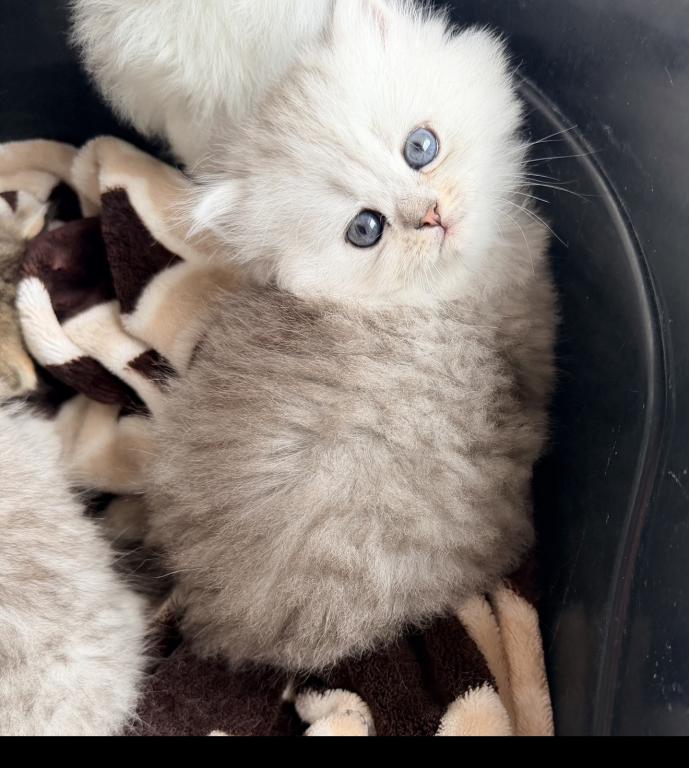 Purebred Chinchilla Persian Females photo 1