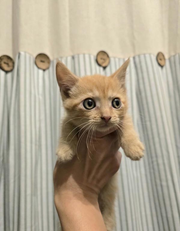 Bambino Frodo photo 4