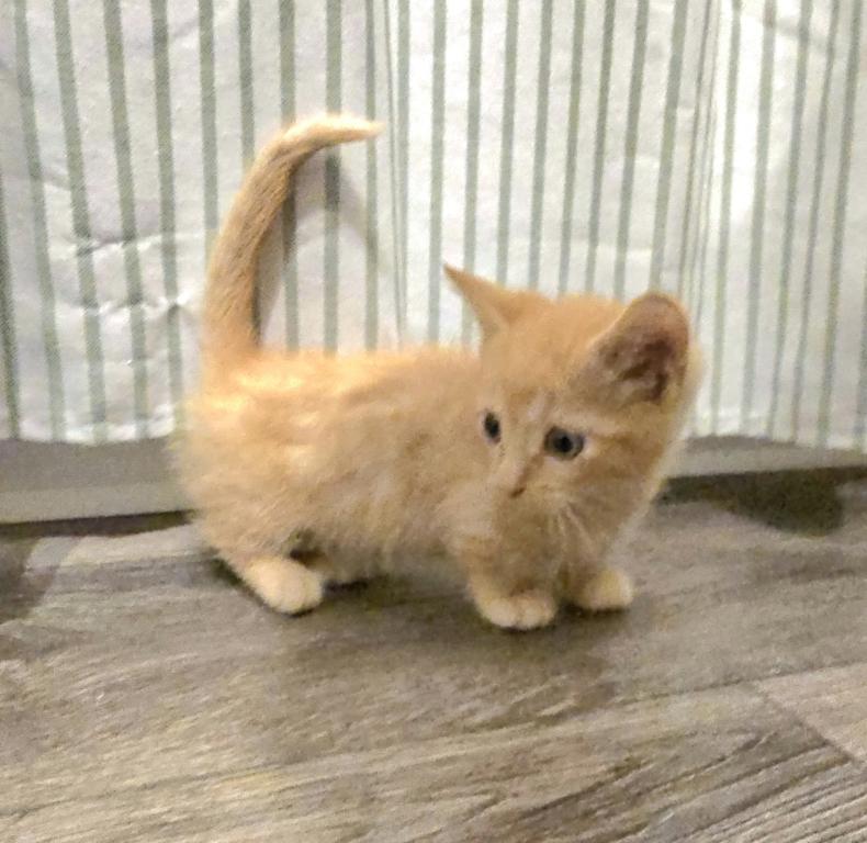 Bambino Frodo
