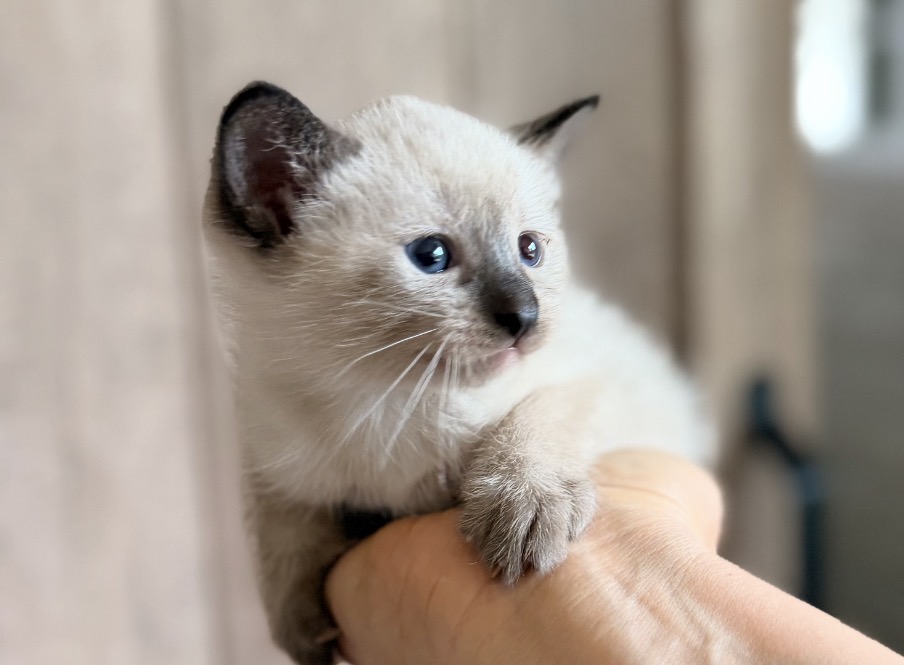 Cute Siamese Kitten photo 1