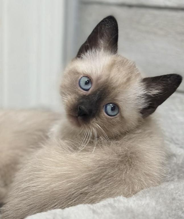 Cute Siamese Kitten photo 2