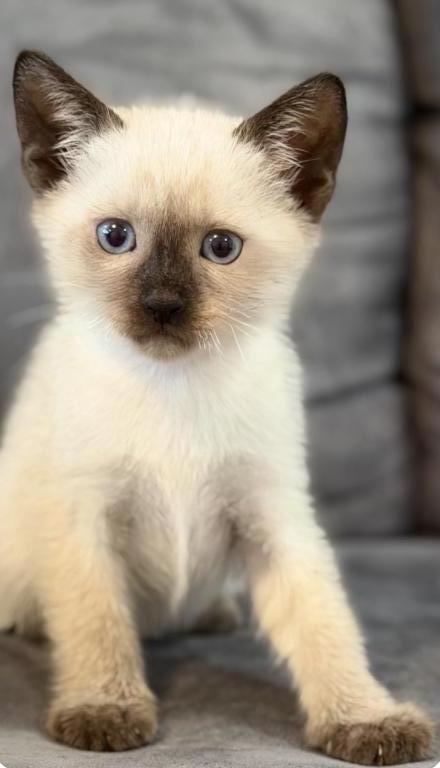 Cute Siamese Kitten photo 3