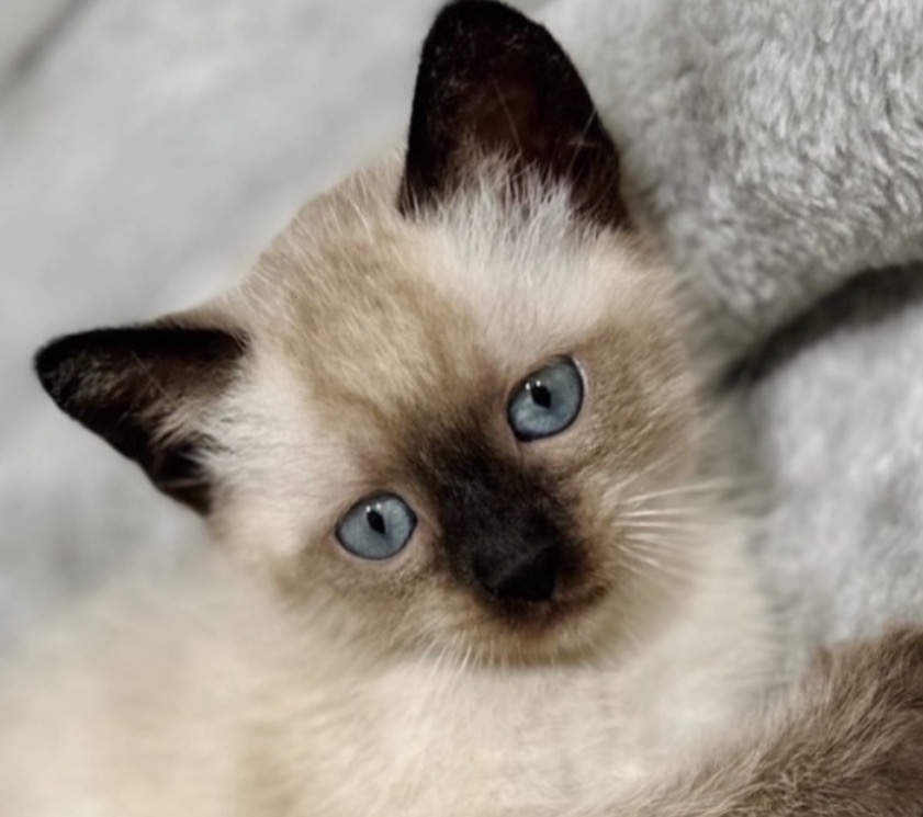 Cute Siamese Kitten photo 4