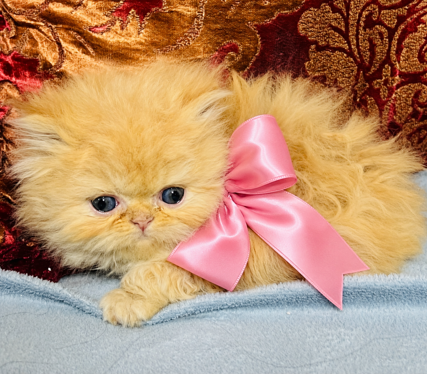 Light Pink Girl photo 8