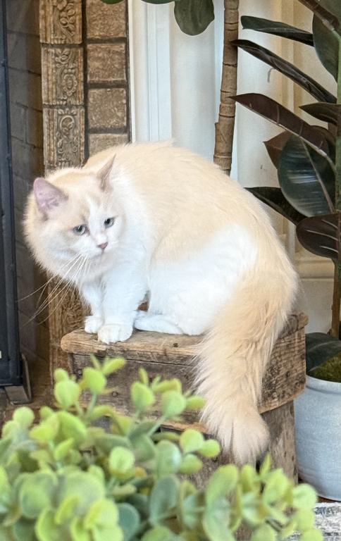 Carina Ragdoll Companion photo 3