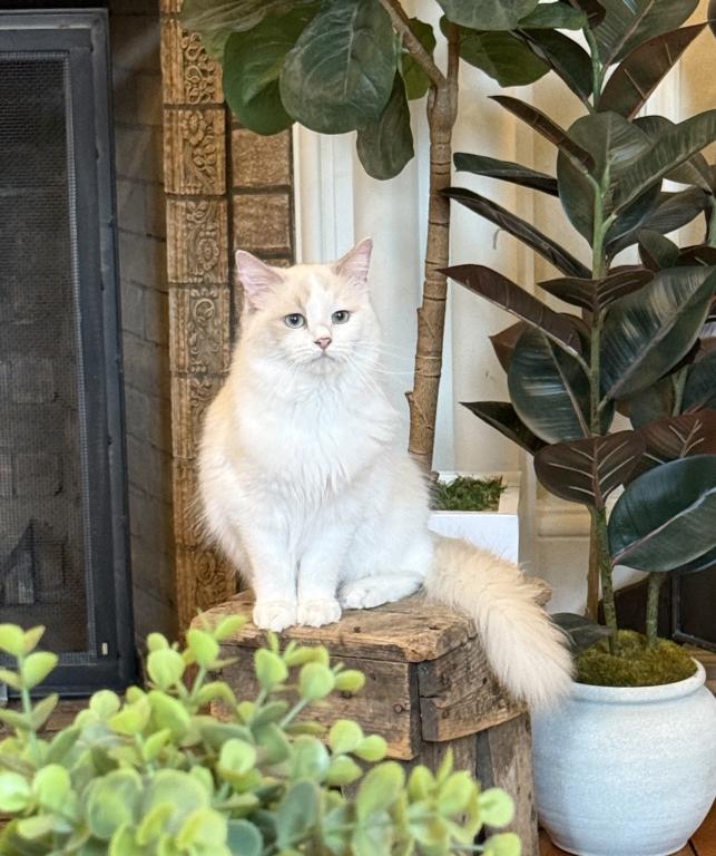 Carina Ragdoll Companion photo 1