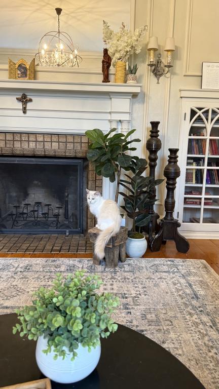 Carina Ragdoll Companion photo 2