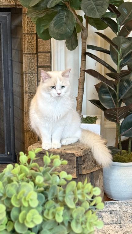 Carina Ragdoll Companion photo 4