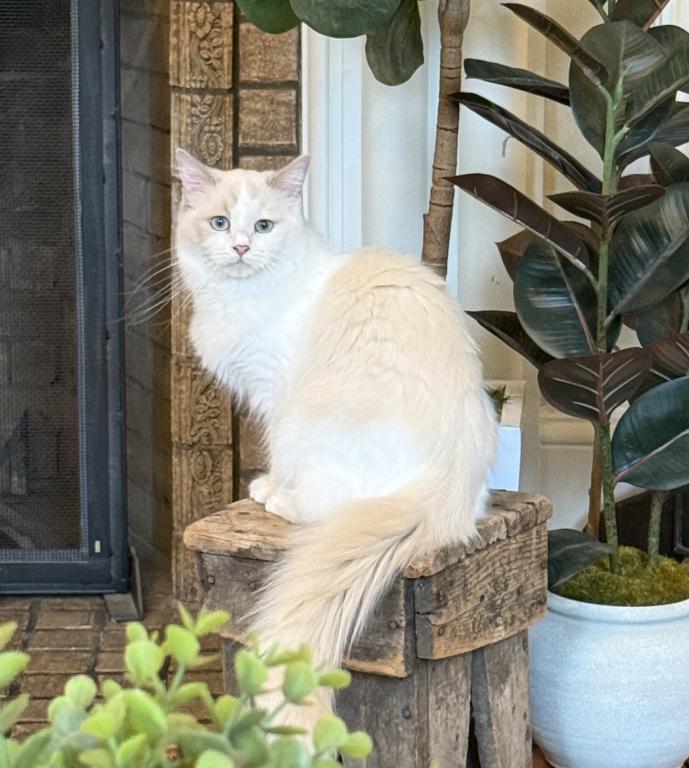 Carina Ragdoll Companion photo 5