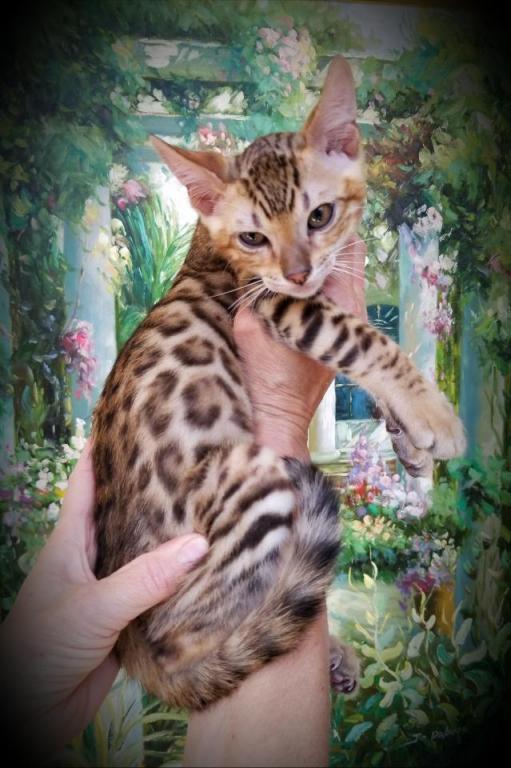 Gorgeous Bengal Kittens Marble Spotted Or Rosetted photo 2