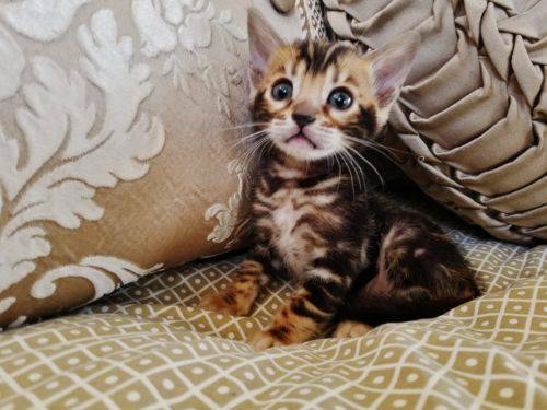 Gorgeous Bengal Kittens Marble Spotted Or Rosetted photo 6