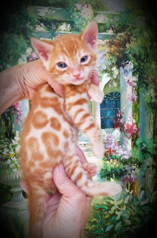 Gorgeous Bengal Kittens Marble Spotted Or Rosetted photo 4