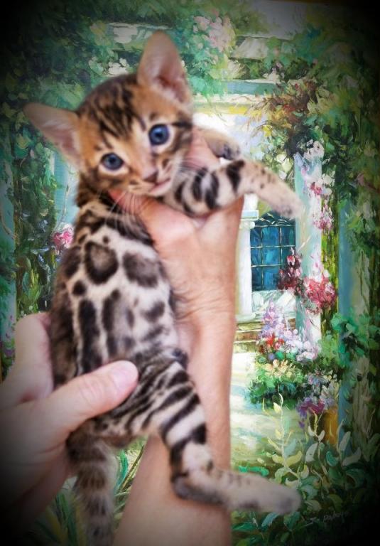 Gorgeous Bengal Kittens Marble Spotted Or Rosetted photo 5