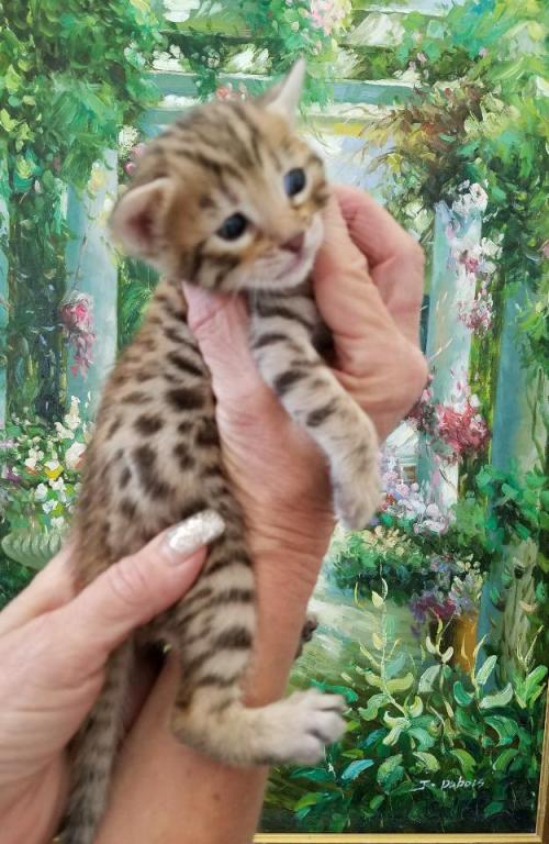Gorgeous Bengal Kittens Marble Spotted Or Rosetted photo 7