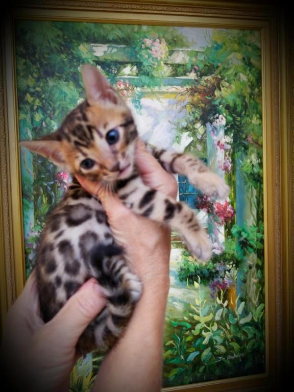 Gorgeous Bengal Kittens Marble Spotted Or Rosetted photo 3