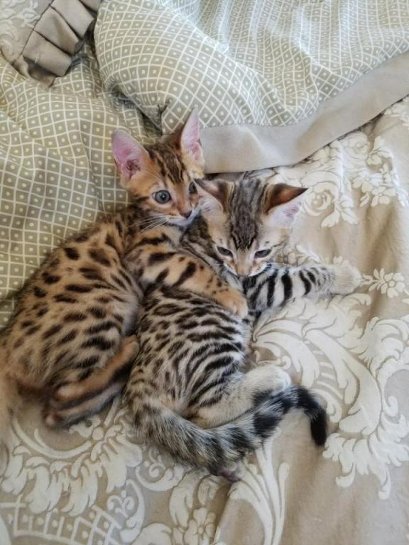Gorgeous Bengal Kittens Marble Spotted Or Rosetted photo 1