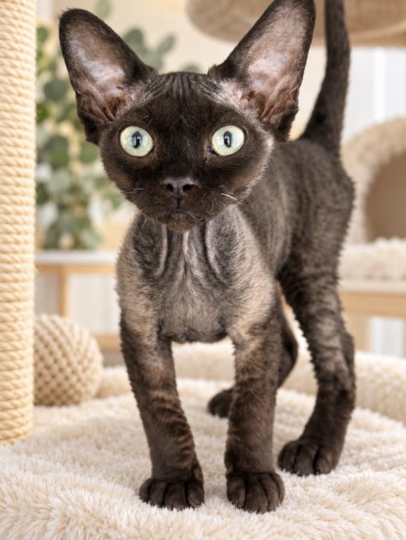 Black Devon Rex photo 2