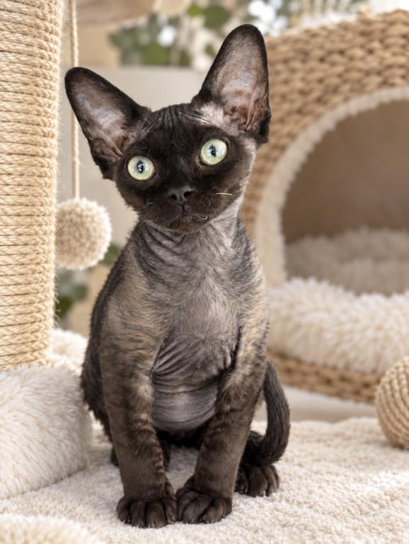 Black Devon Rex photo 1