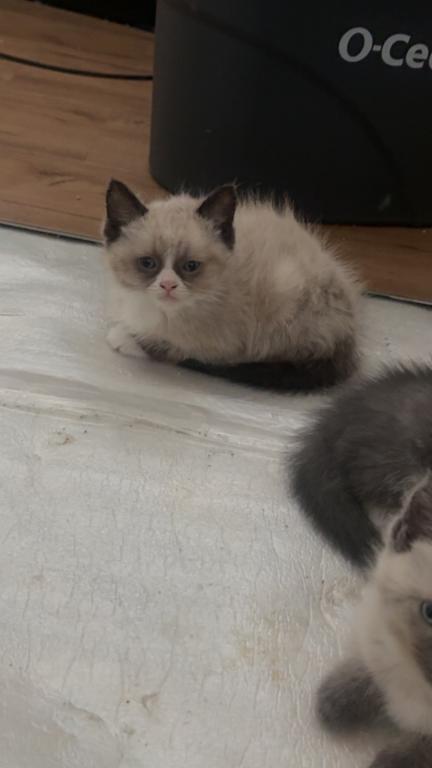 Himalayan Kittens photo 13