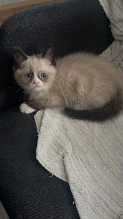 Himalayan Kittens photo 2