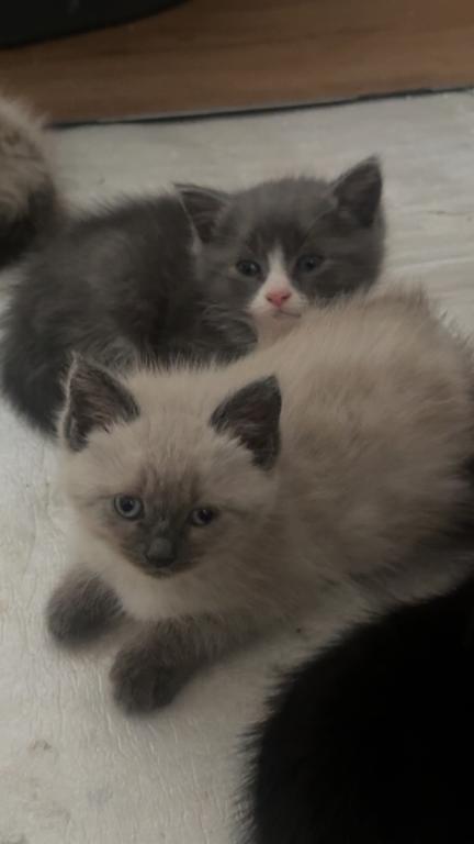 Himalayan Kittens photo 11