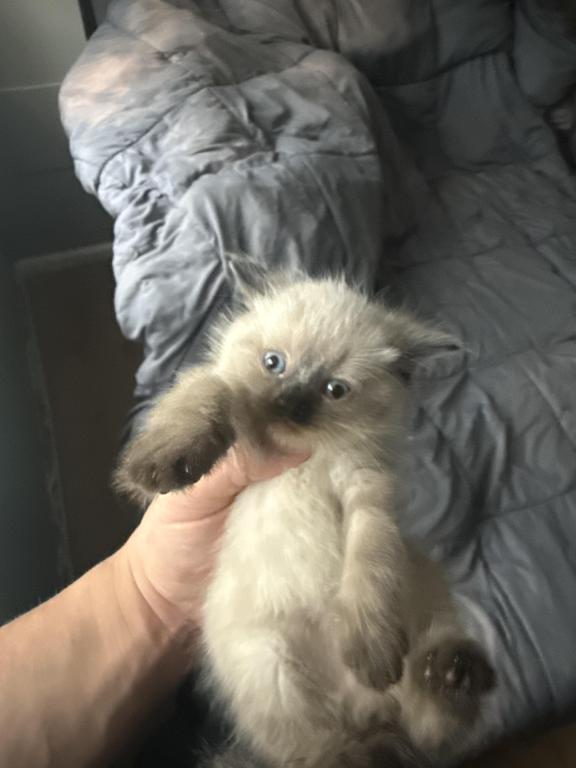 Himalayan Kittens photo 8