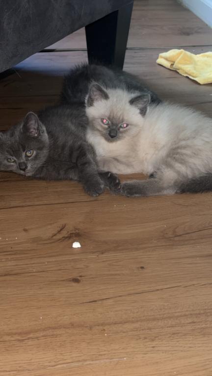 Himalayan Kittens photo 3