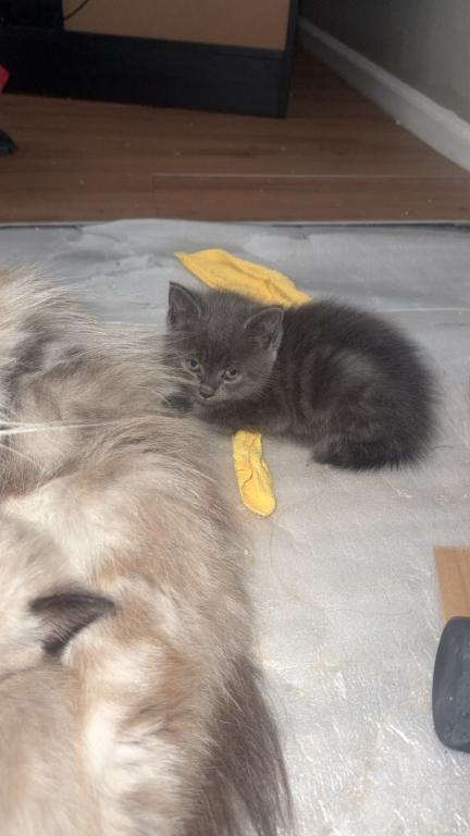 Himalayan Kittens photo 12