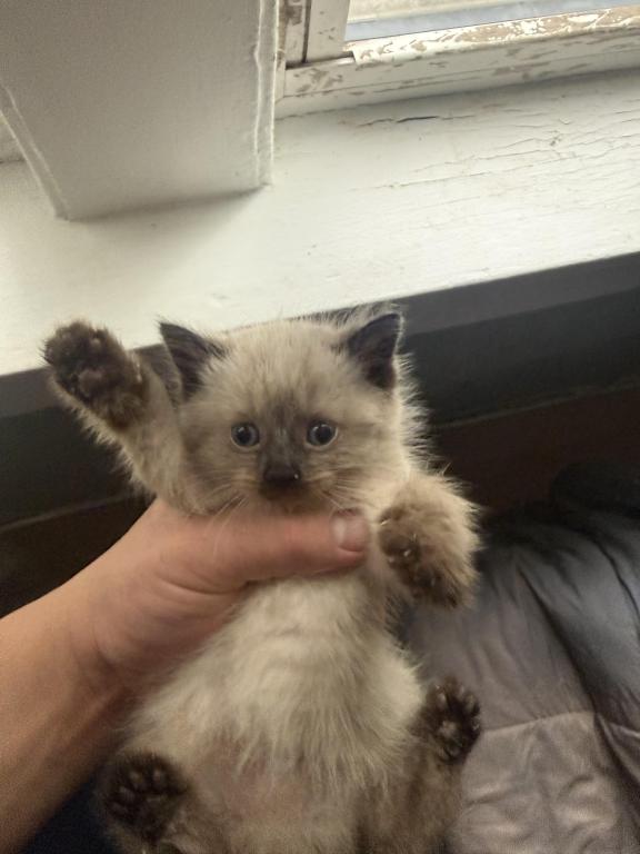 Himalayan Kittens photo 6