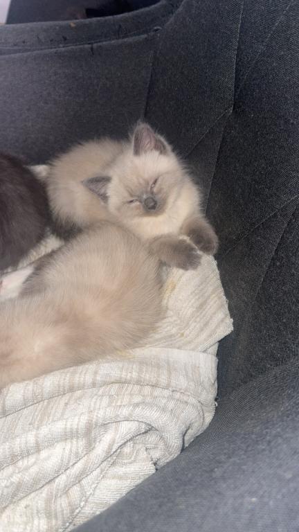 Himalayan Kittens photo 10