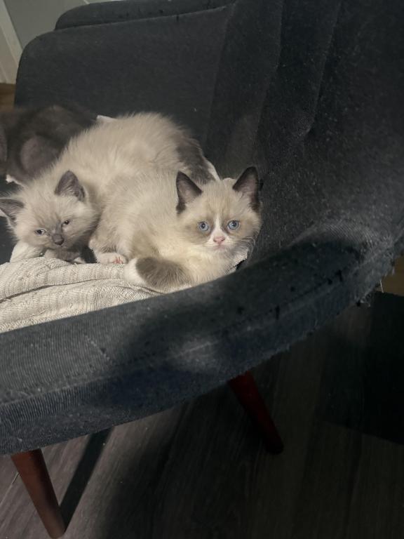 Himalayan Kittens