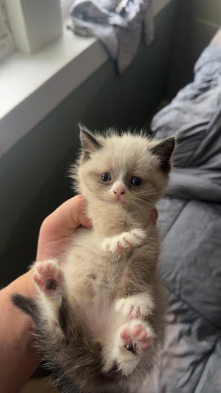 Himalayan Kittens photo 9