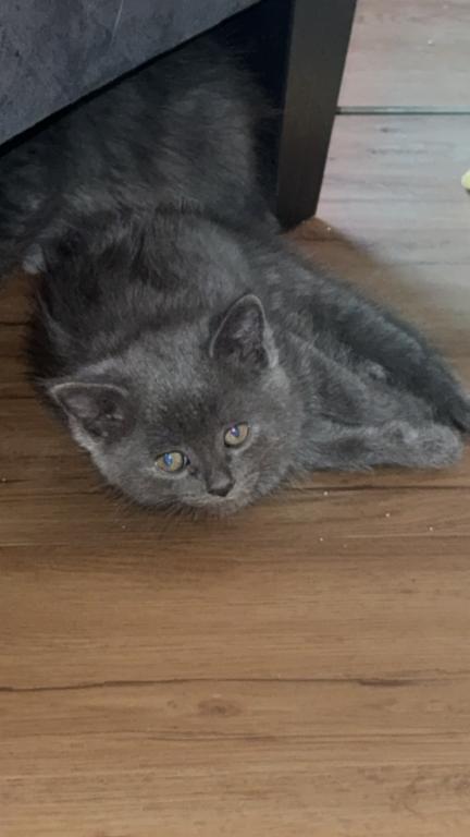 Himalayan Kittens photo 4