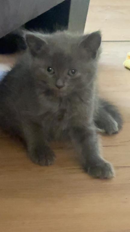 Himalayan Kittens photo 5
