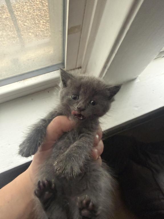 Himalayan Kittens photo 7