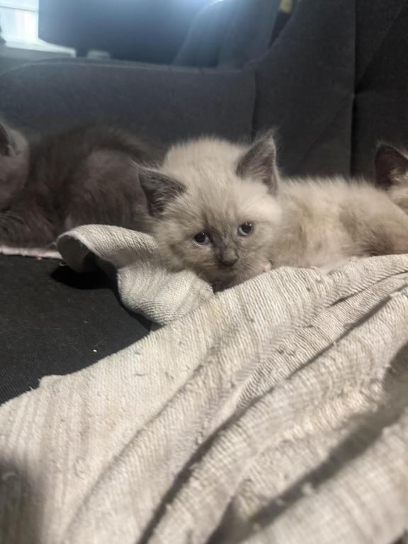 Himalayan Kittens photo 14