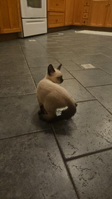Siamese Kittens photo 10