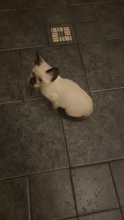 Siamese Kittens photo 12