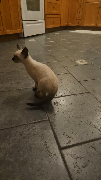 Siamese Kittens photo 9