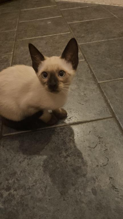 Siamese Kittens photo 7