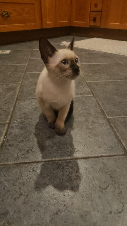 Siamese Kittens photo 5
