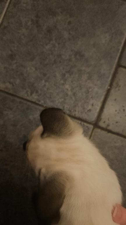Siamese Kittens photo 8