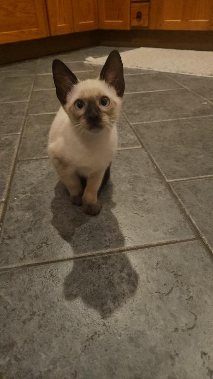 Siamese Kittens photo 6