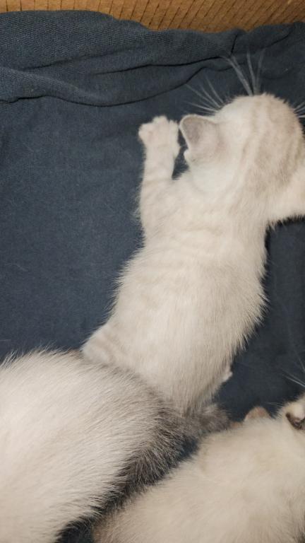 Siamese Kittens photo 2